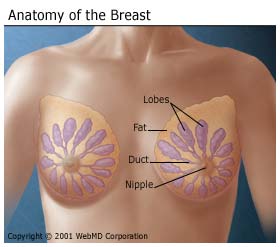 Identify+breast+structures